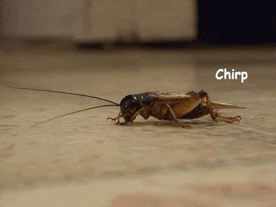 crickets chirp