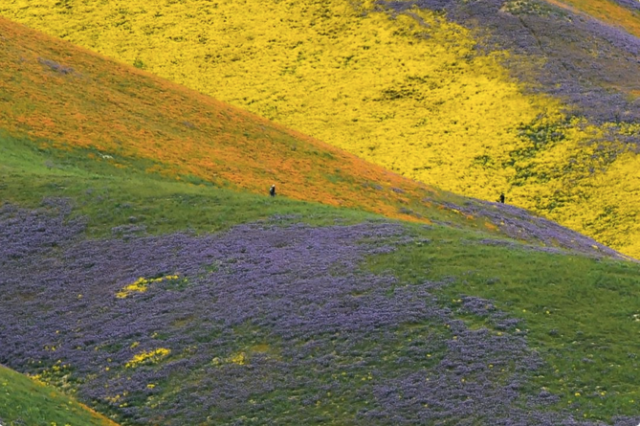 http://abcnews.go.com/Lifestyle/amazing-super-bloom-central-california/story?id=46658499